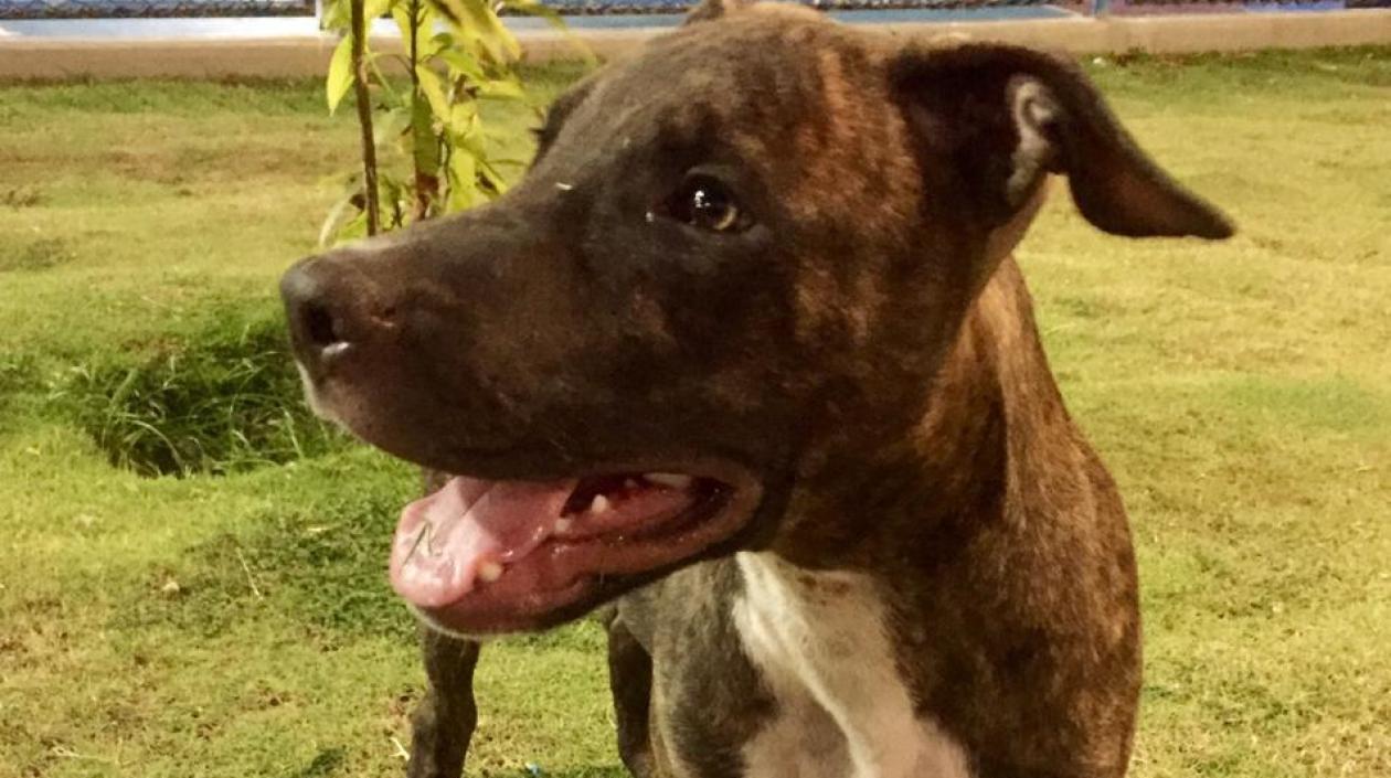 'Zeus', perro extraviado.