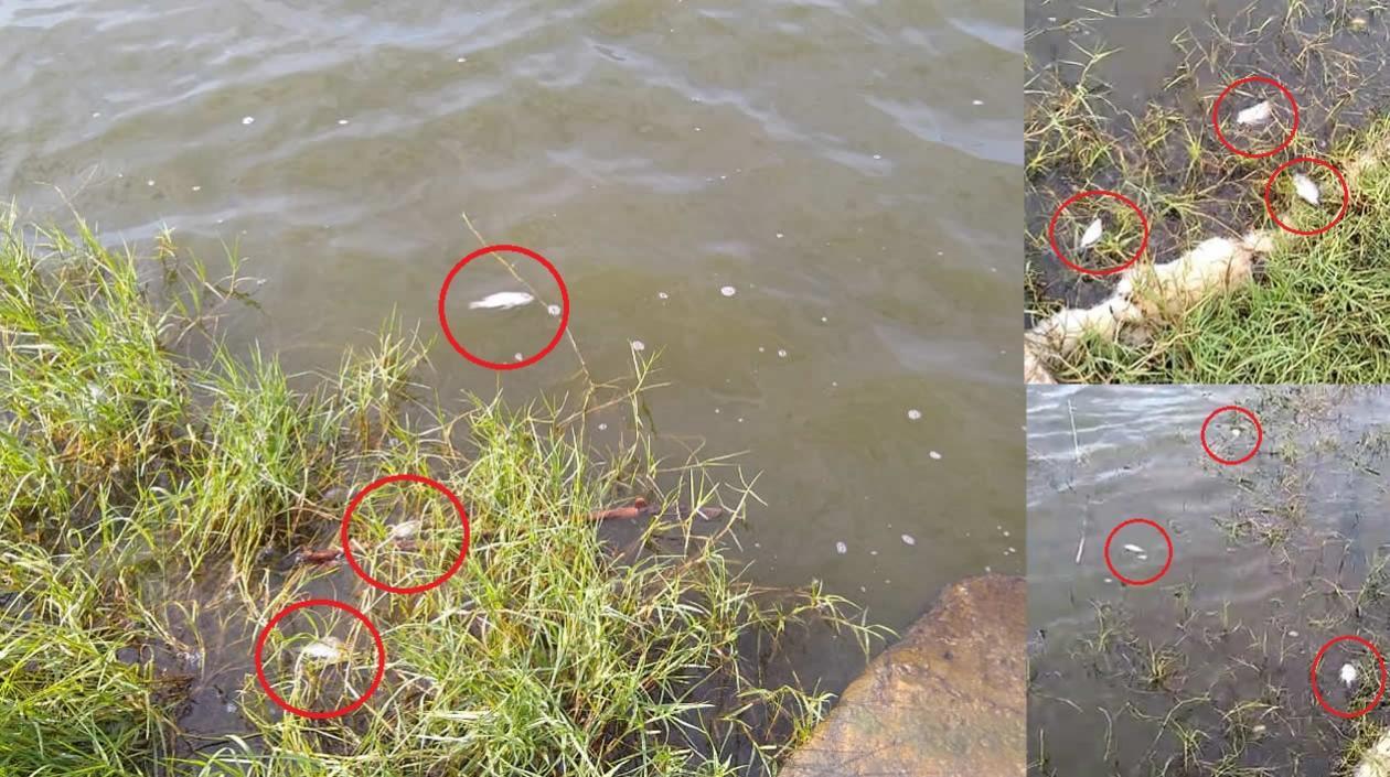 Peces muertos en el Lago del Cisne.