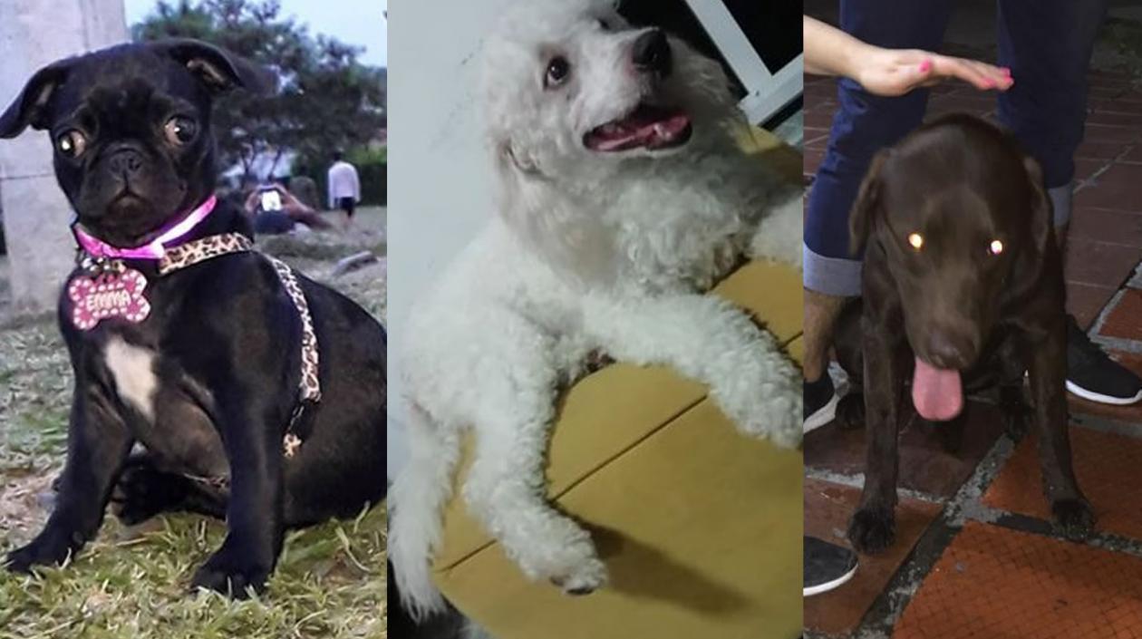 Dos perros extraviados y uno encontrado.