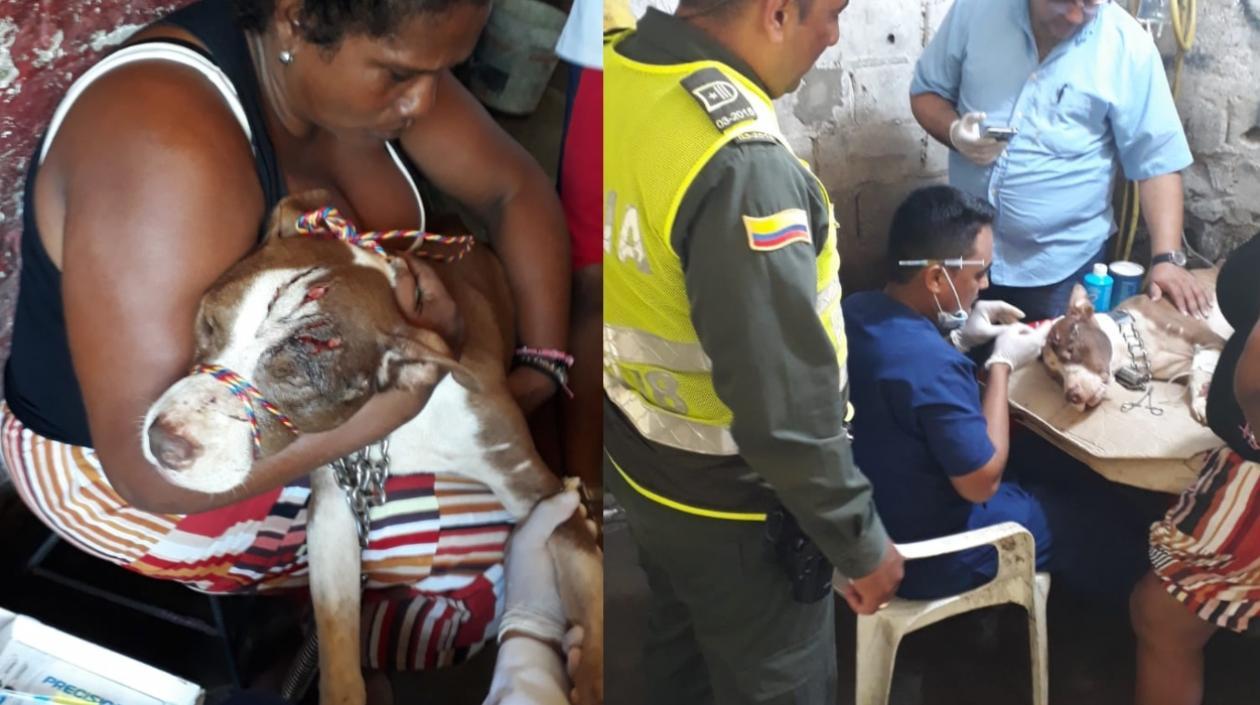 Así quedó el perro tras el brutal ataque.