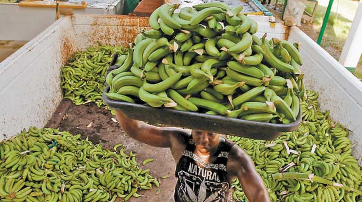 Los talleres sobre el hongo Fusarium, serán en Costa Rica, Colombia y Ecuador.