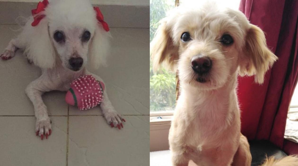 'Preciosa' y 'Gaviota', perritas extraviadas.