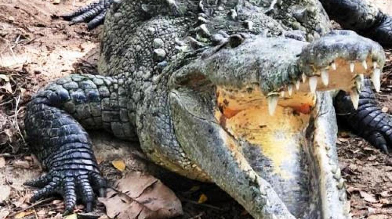 Caimán aguja, nuevo alcalde del Zoológico de Barranquilla.
