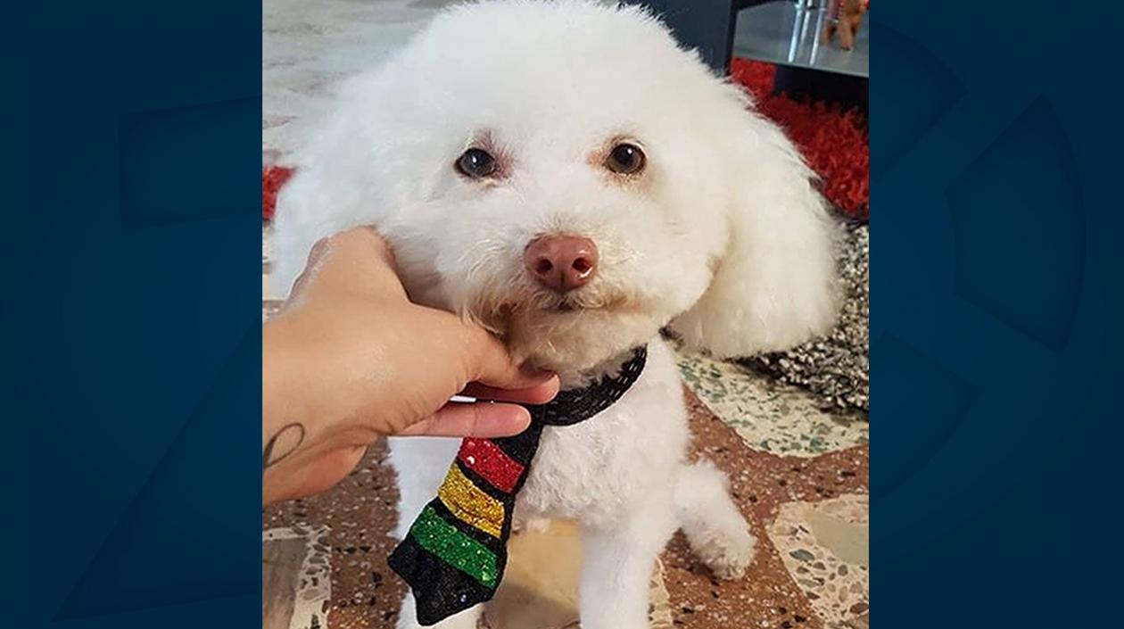 'Deal', perrito extraviado.