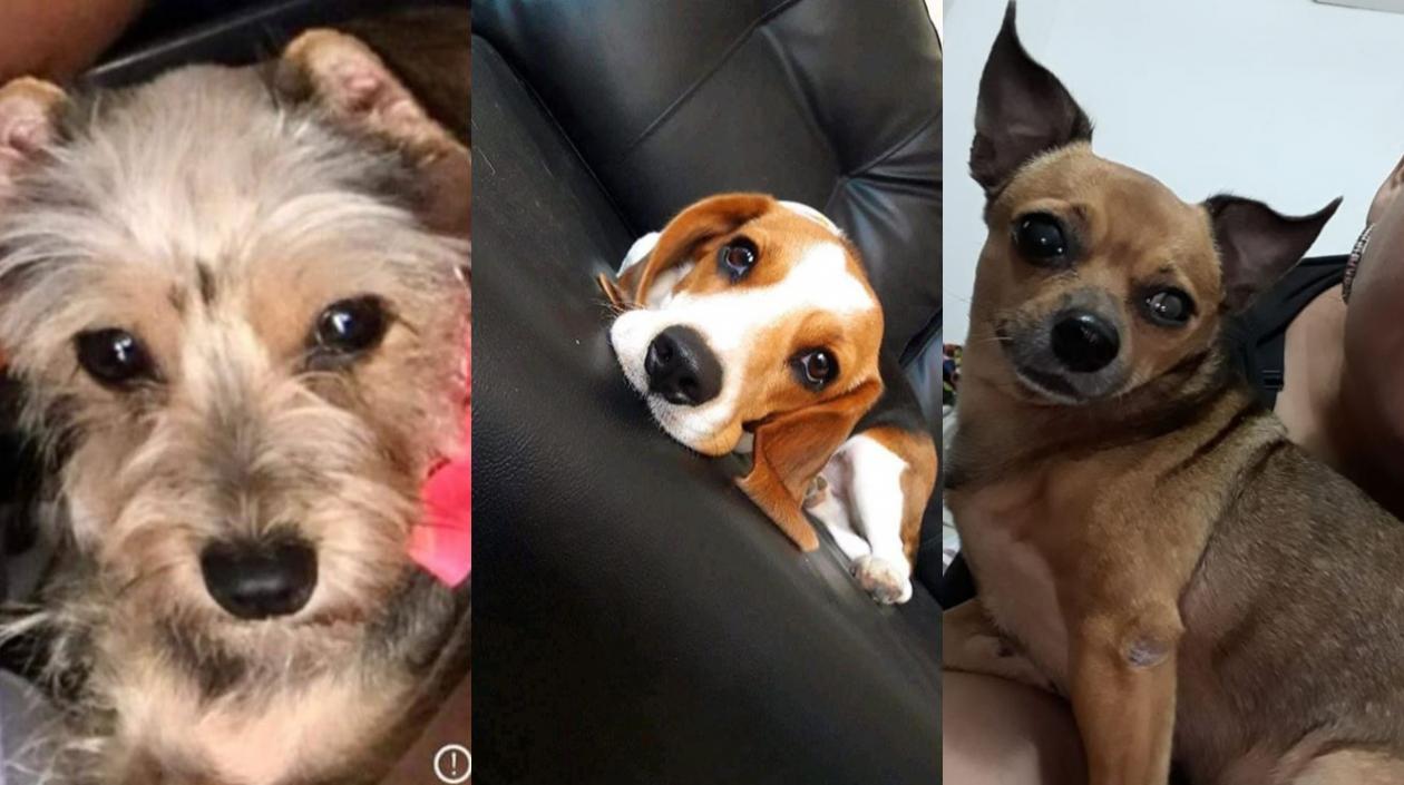 Mascotas desaparecidas.