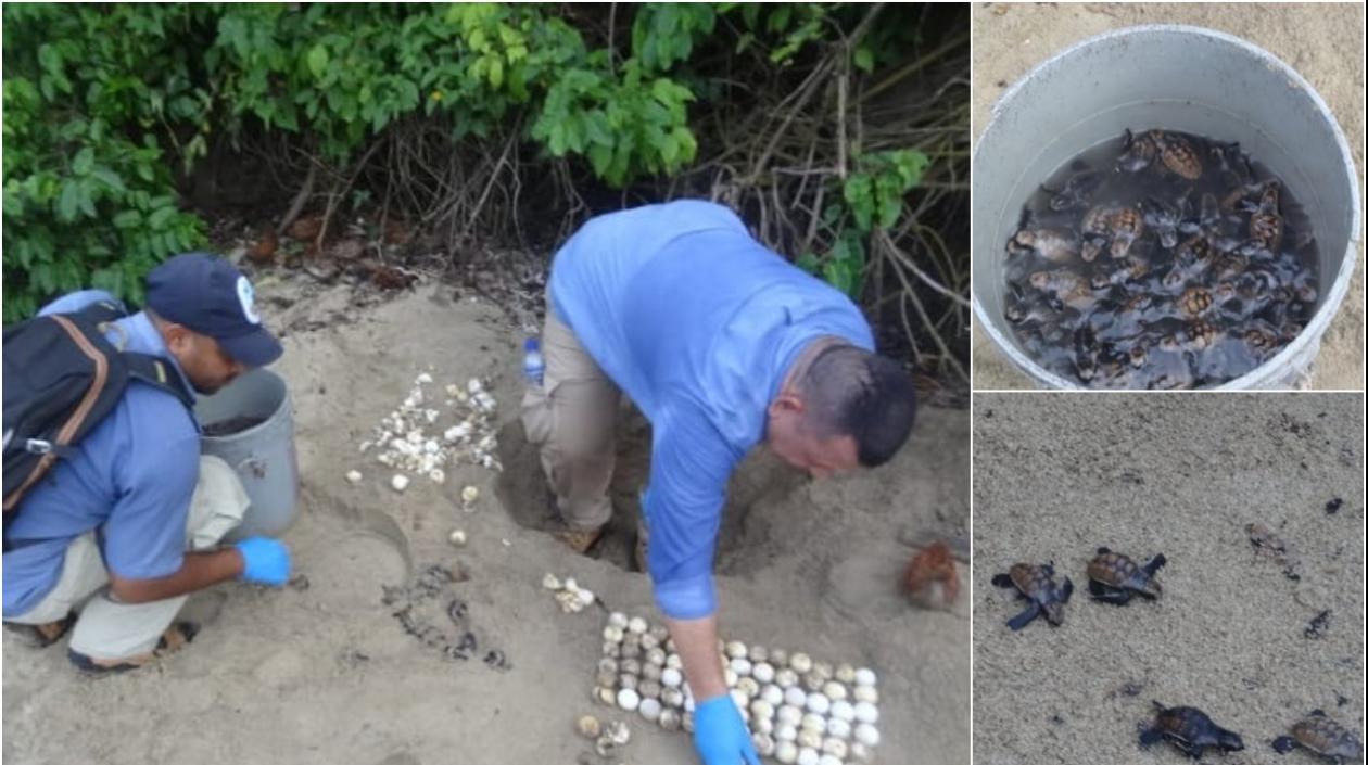 En el Parque Tayrona, nacieron 67 tortugas carey.
