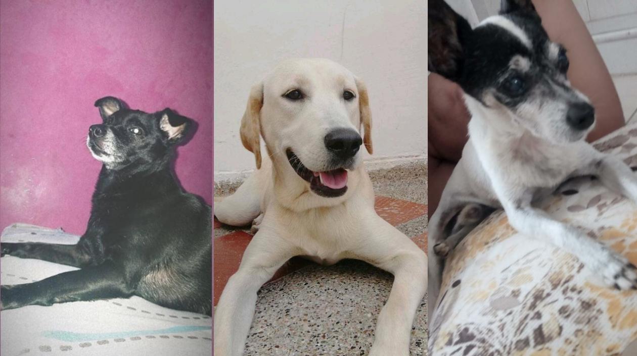 ‘Niña’, ‘Luna’ Y ‘Coki’, mascotas extraviadas.