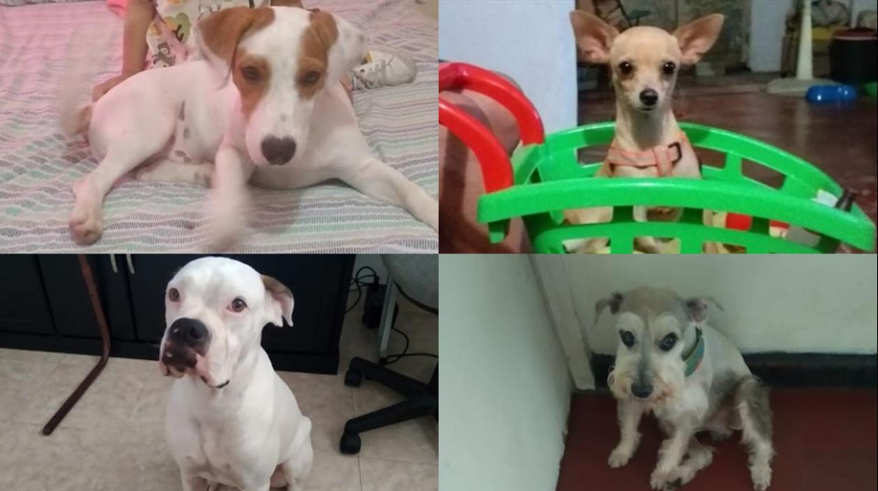 Perritos extraviados.