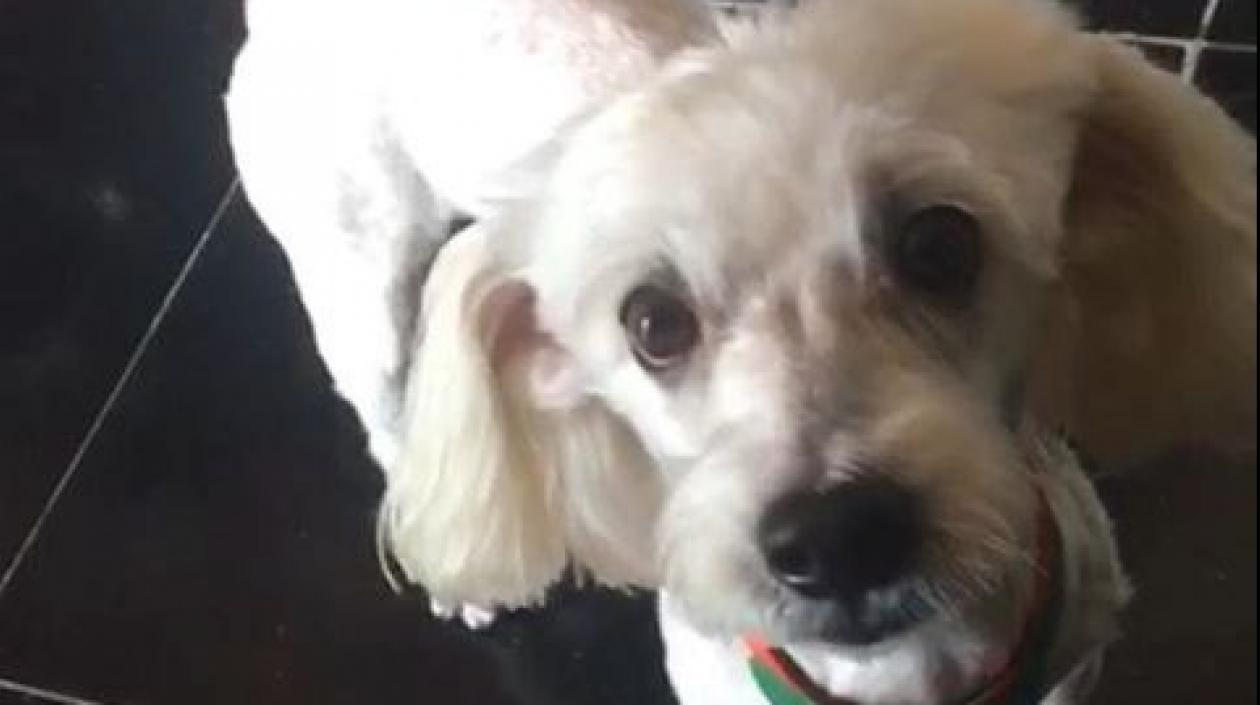 'Luckys', perrito extraviado.