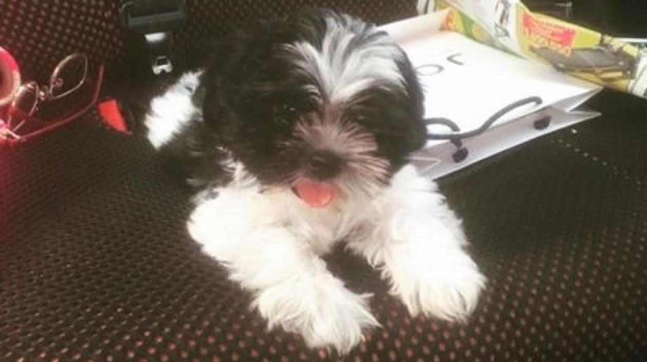 'Berlín Andrés', perrito extraviado.