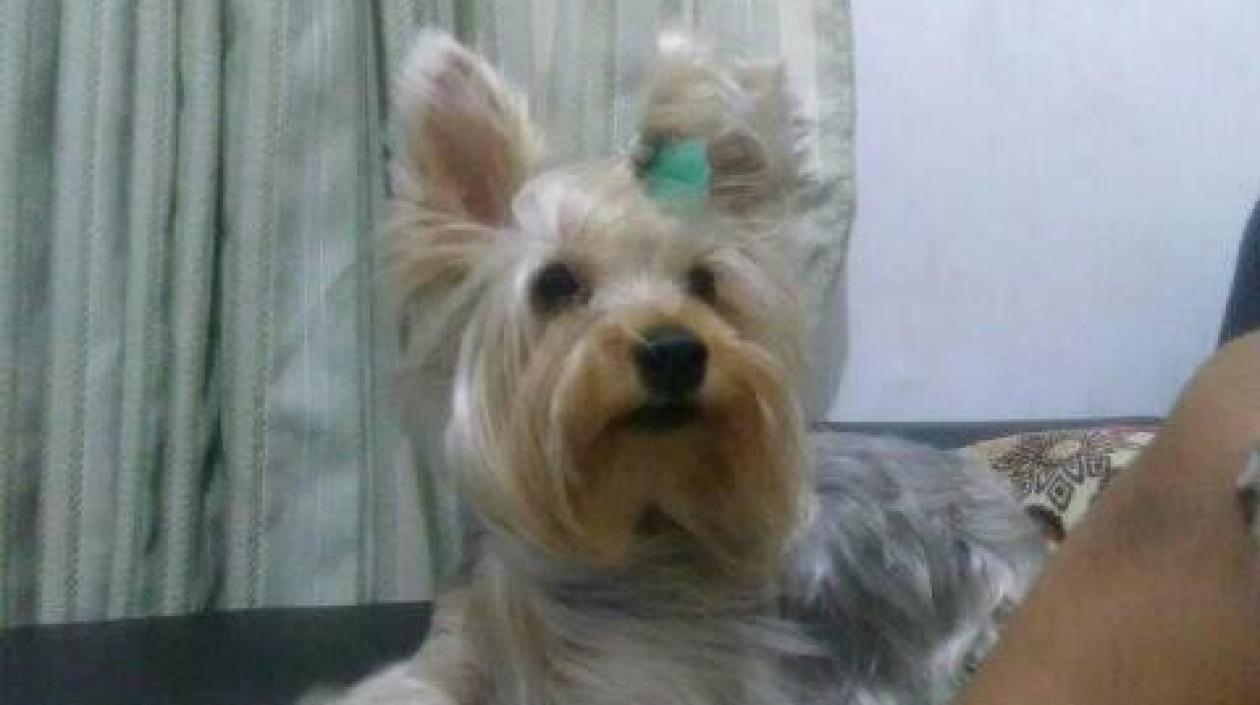 Desde el 22 de diciembre se extravió una yorkshire terrier.