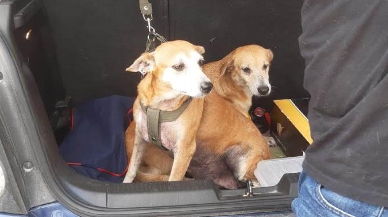 Bingo y Canela, perritos extraviados.