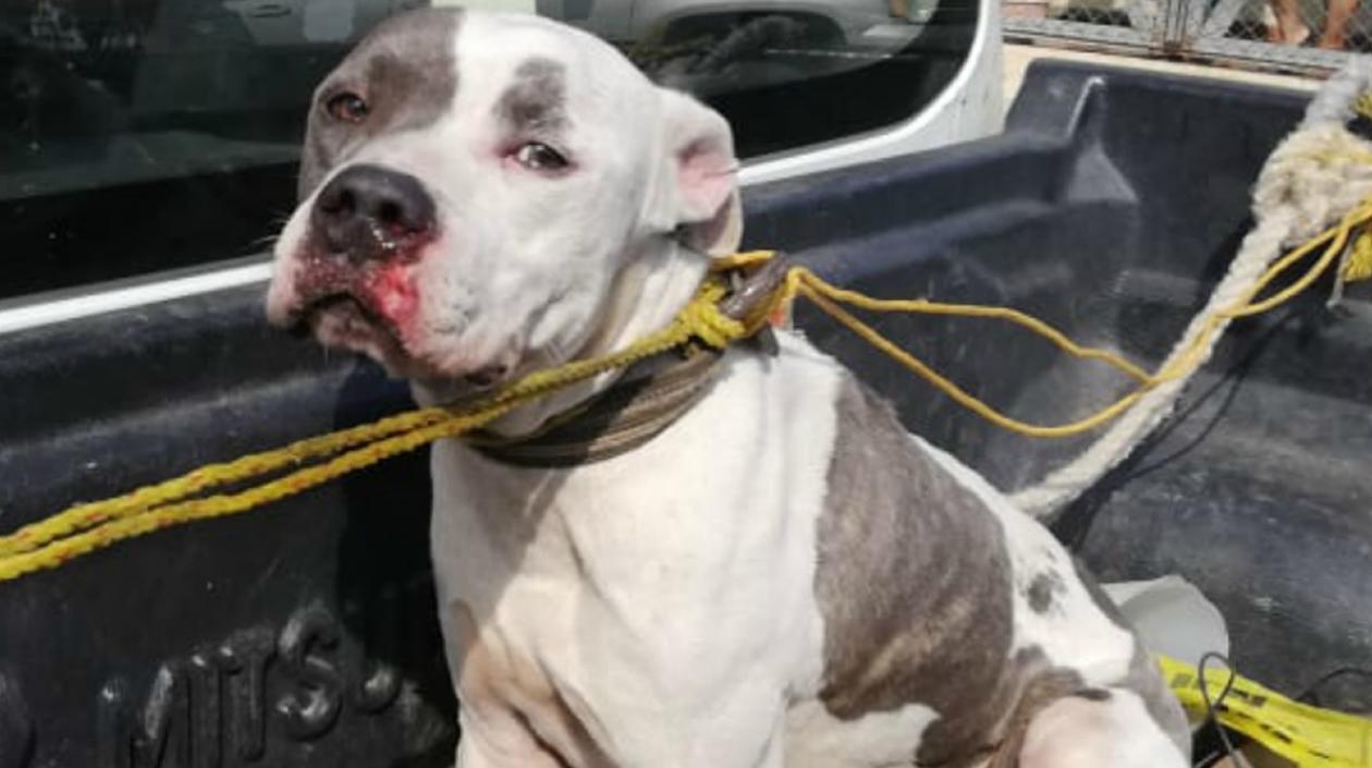 Un niño de 9 años murió tras ser atacado por cuatro perros