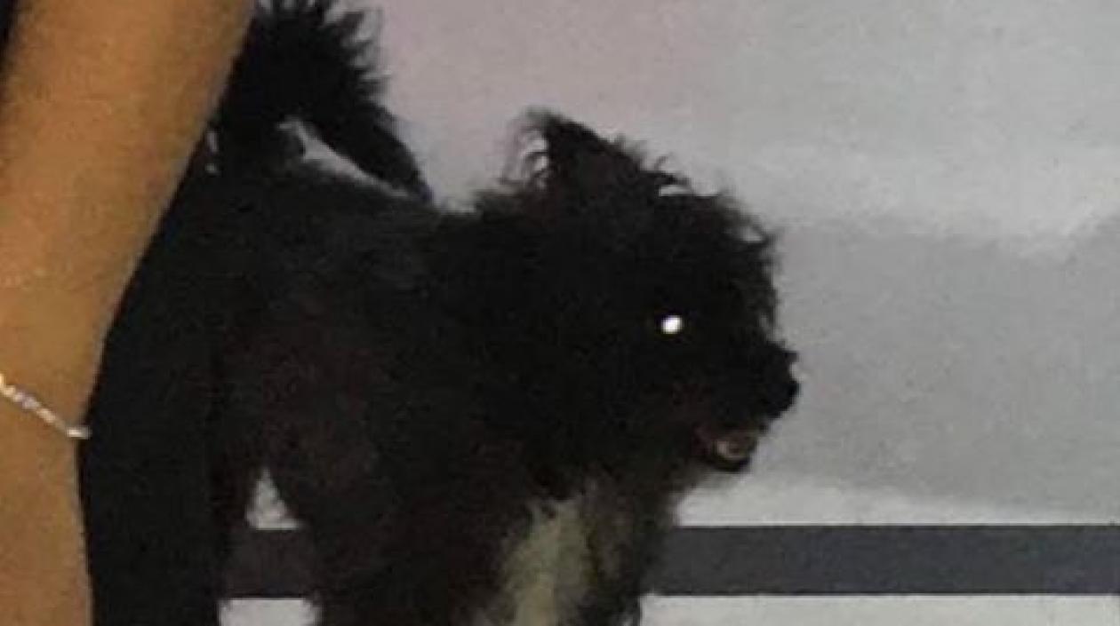 'Nicky', perrito extraviado.