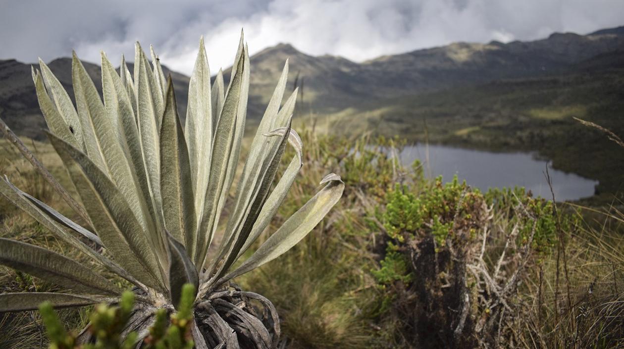 Páramo de Chingaza.