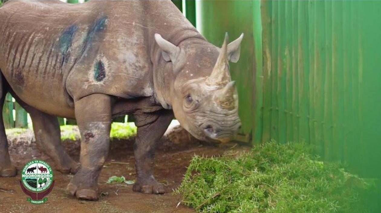 La rinoceronte Fausta.