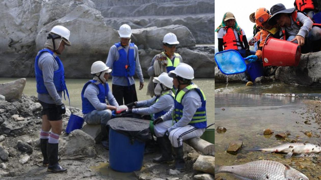 Cuadrillas de EPM intentan salvar peces, pero la mortandad alcanza los 50 mil peces.
