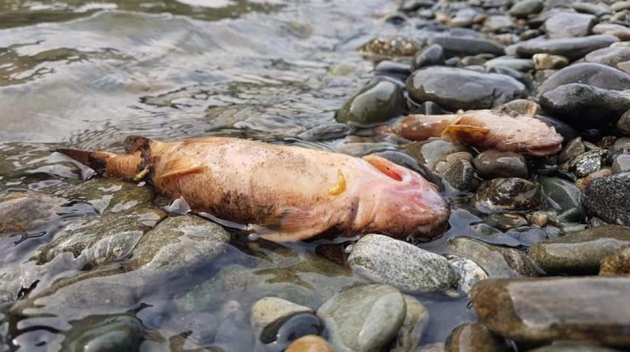 Los peces siguen muriendo.