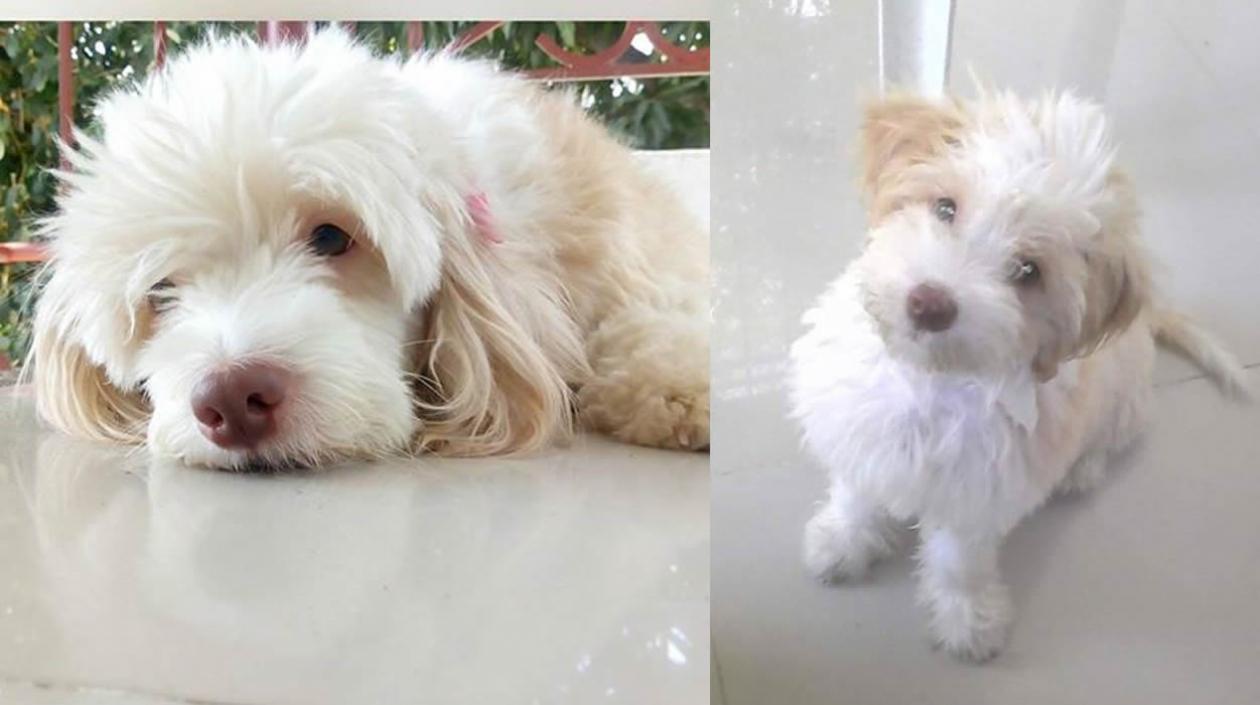 'Muñeca' mascota perdida.