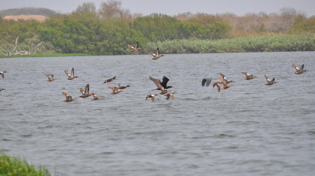 La C.R.A. ejerce permanente monitoreo en el Lago del Cisne.