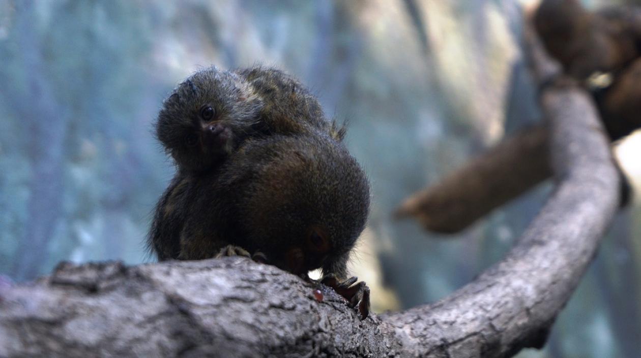 Cría de tití pigmeo cargada por su madre.