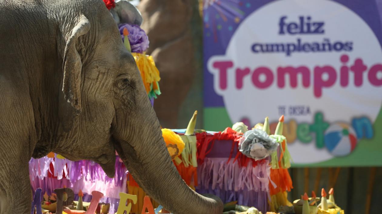 Registro del cumpleaños 56 de la elefanta "Trompita"