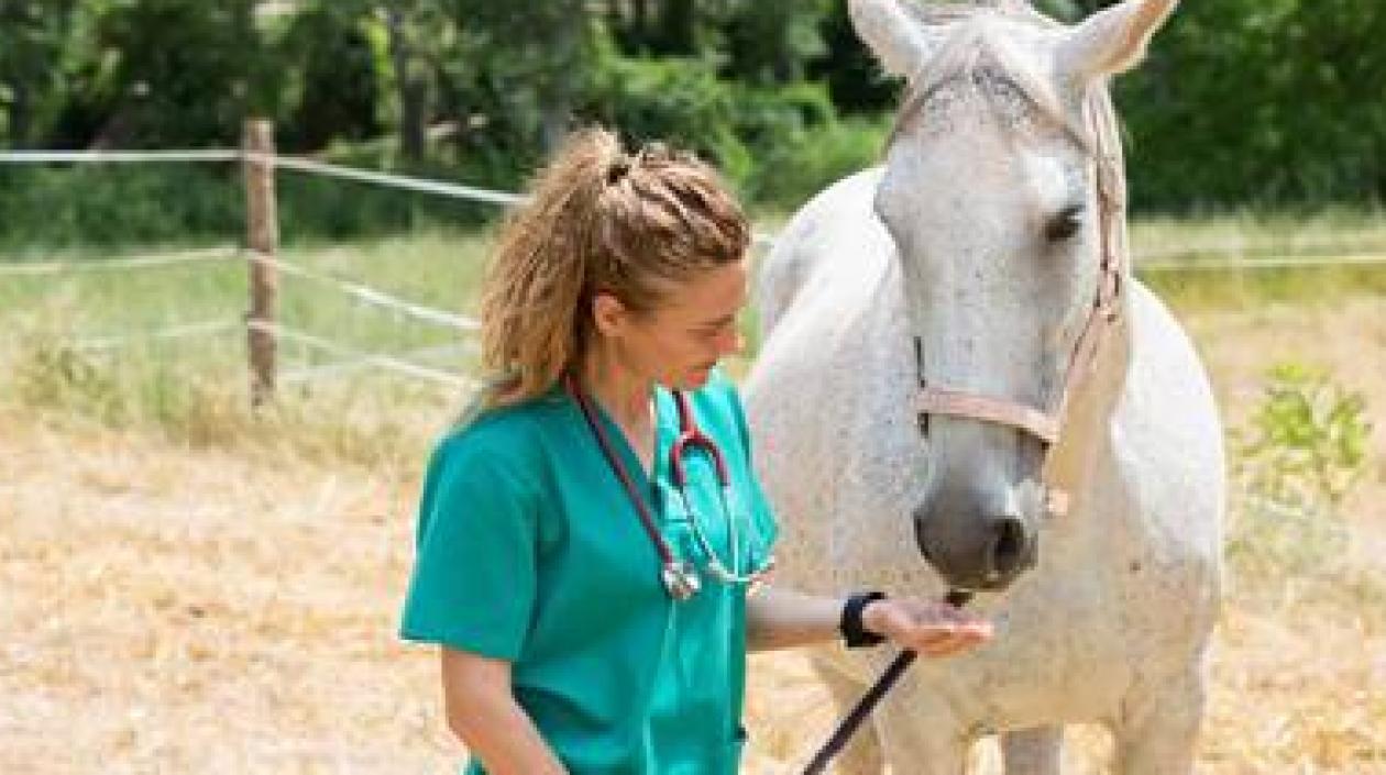 Programa de Medicina Veterinaria y Zootecnia recibió la acreditación por 7 años.