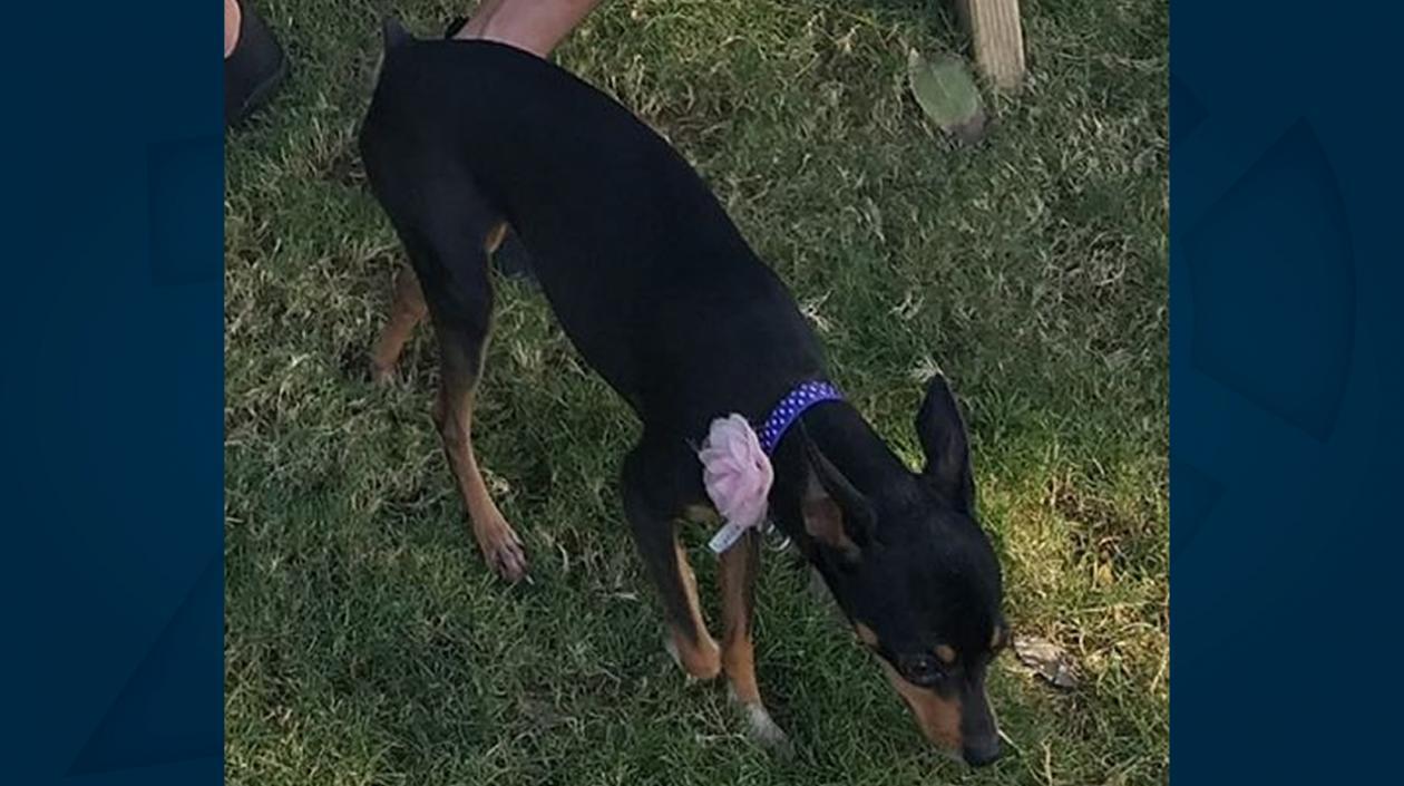 'Mía' perrita perdida.