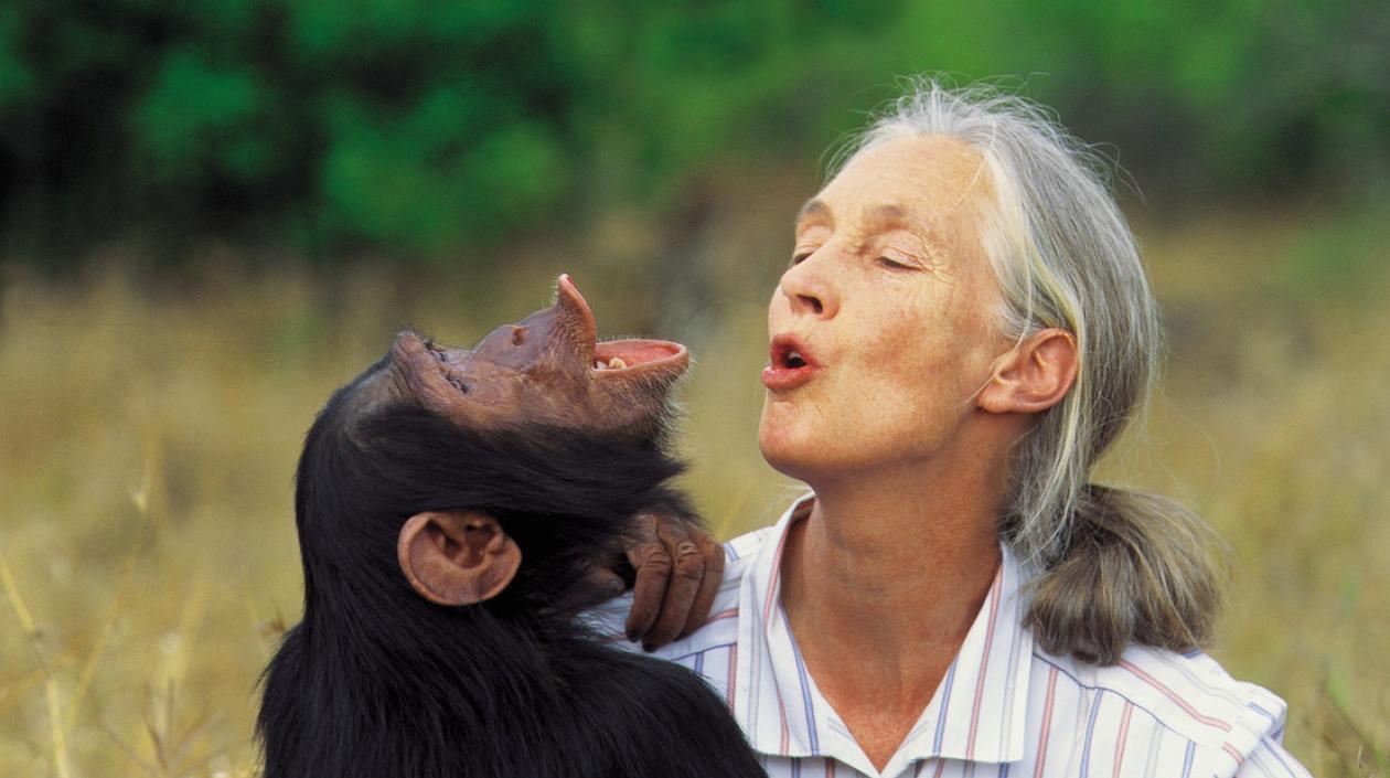 Jane Goodall, experta en chimpancés.