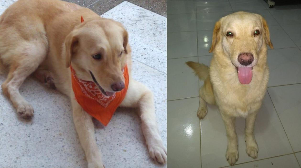 Kent, el perro perdido.