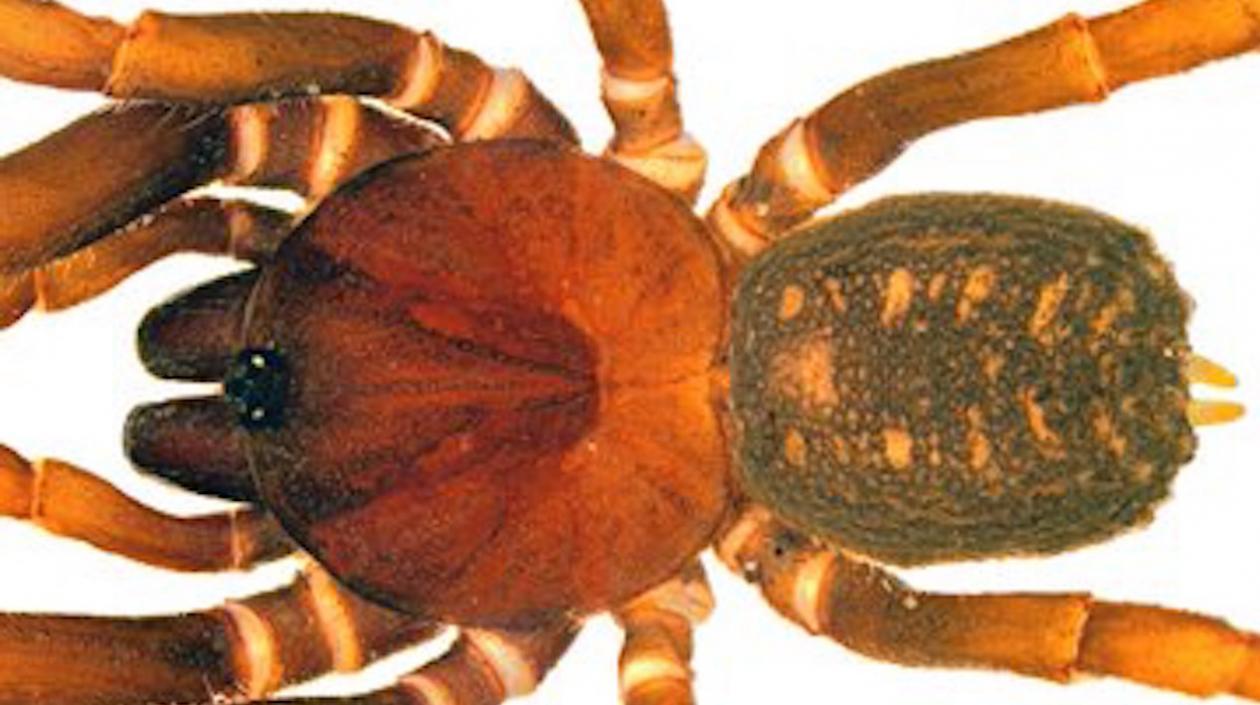 Cuatro de esas especies de arañas no se ajustaban a ningún género existente.