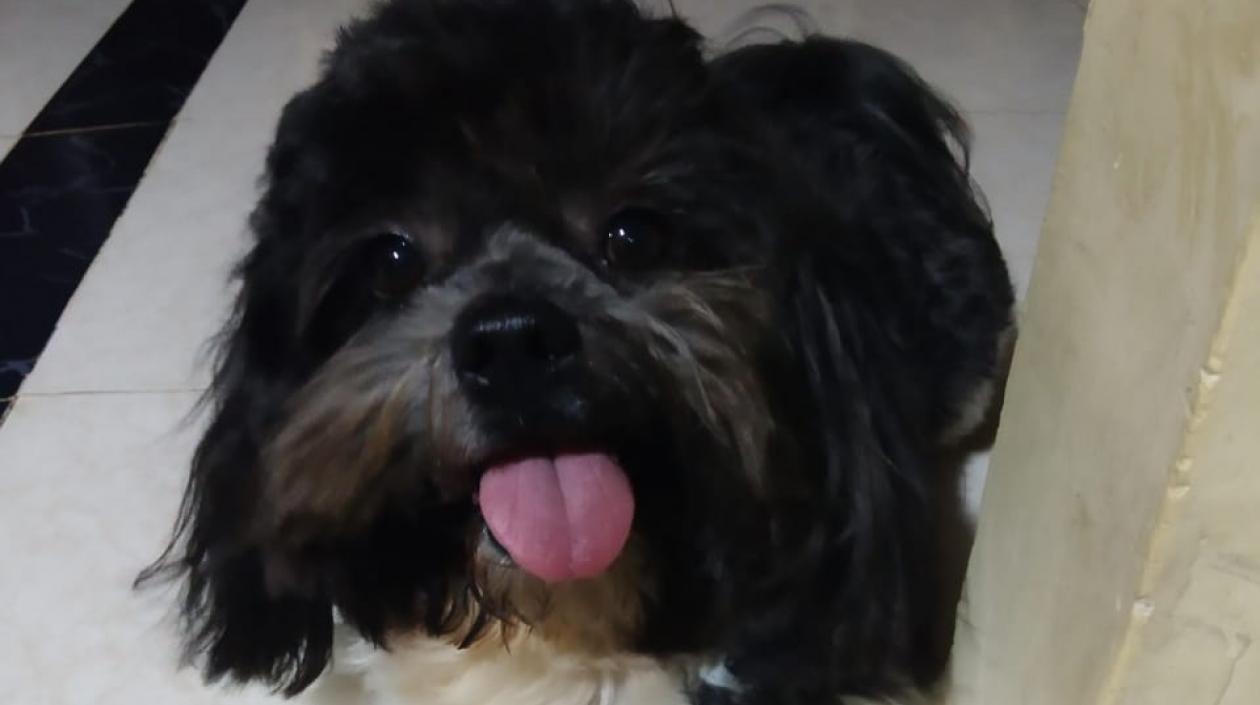 'Junior' perrito perdido.