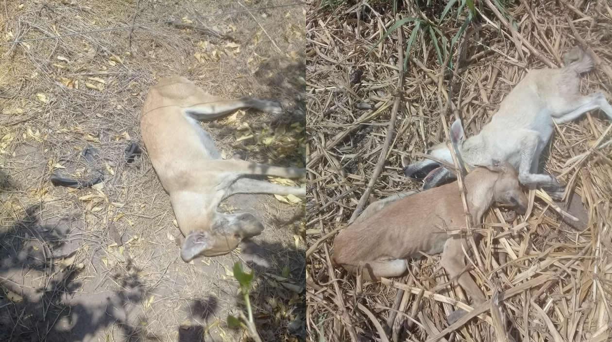 Los perros muertos dentro de la finca.