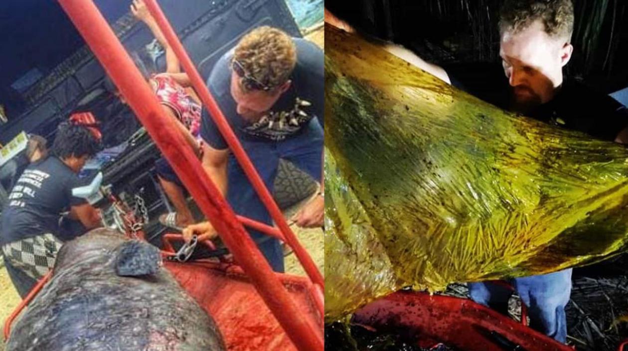 Darrell Blatchley realizó la autopsia al cetáceo.