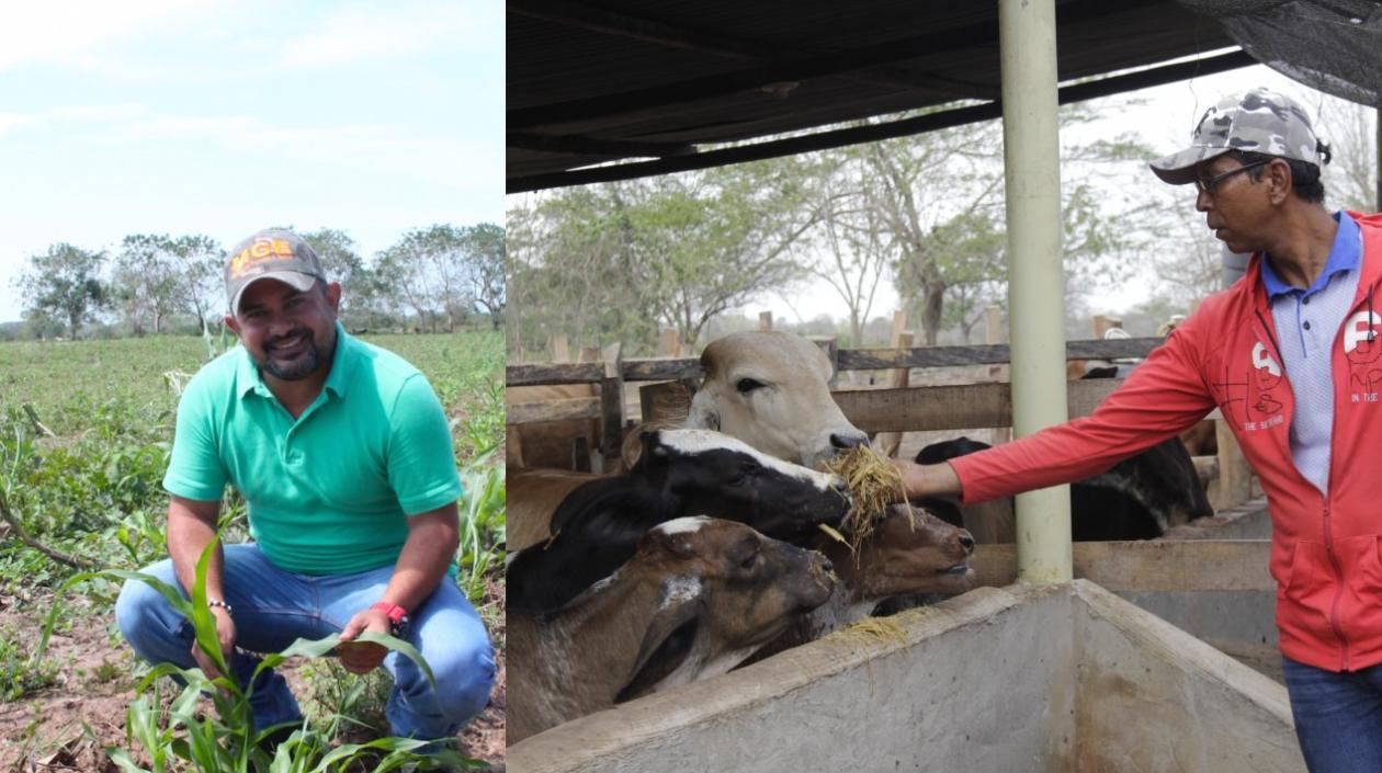 Sorgo Forrajero JJT-18 de Agrosavia es un suplemento vitamínico para enfrentar la época de sequía.