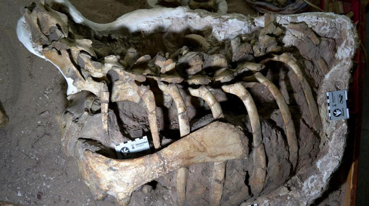 Nueva especie de dinosaurio ornitópodo.