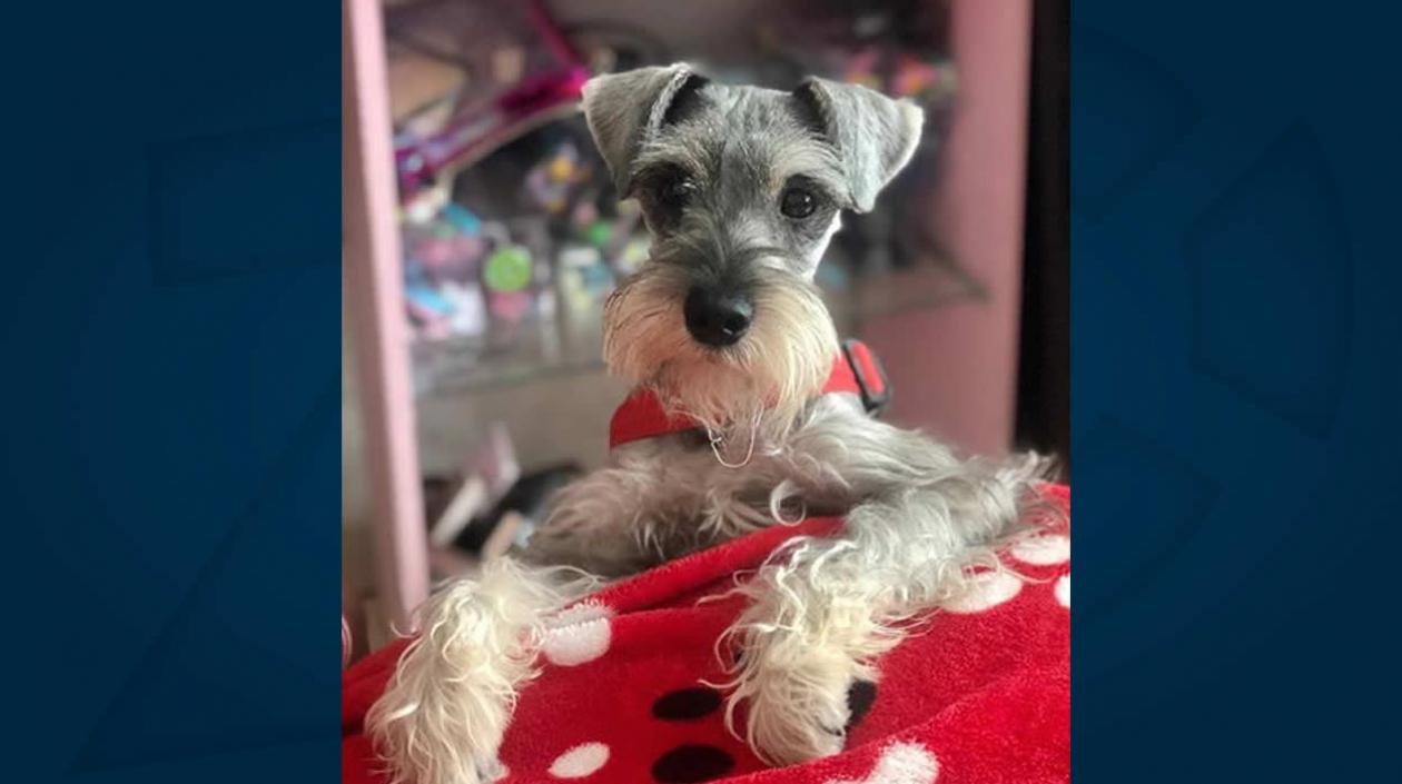 'Louis' perrito perdido.