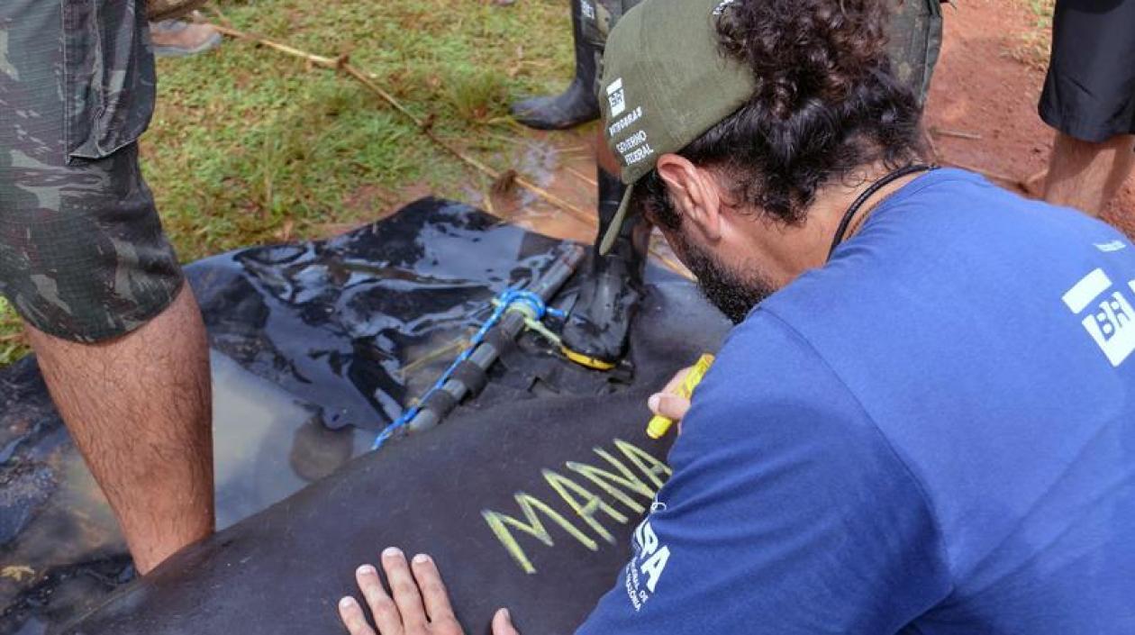 Grupo de trabajadores del INPA junto a uno de los manatíes que fueron liberados en la reserva de desarrollo sostenible Piagaçu-Purus, un área a 173 kilómetros de Manaos.