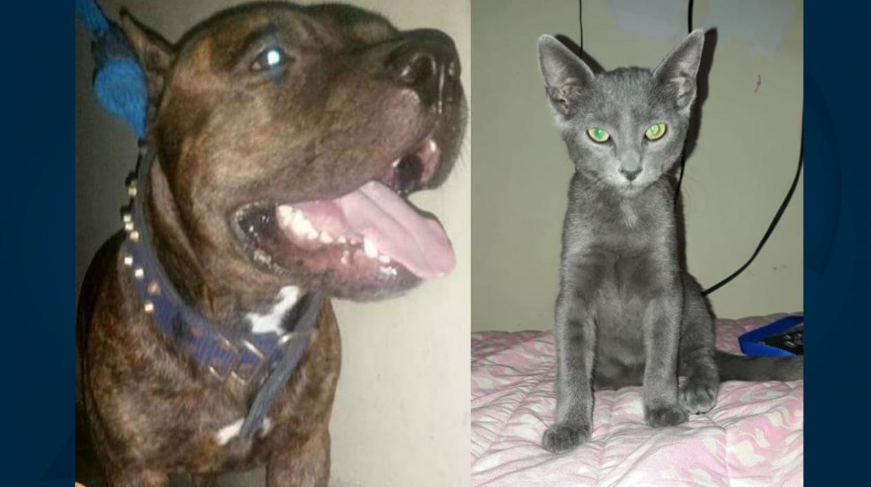El perro 'Tasmania' y el gato 'Ruseldo Francisco'.
