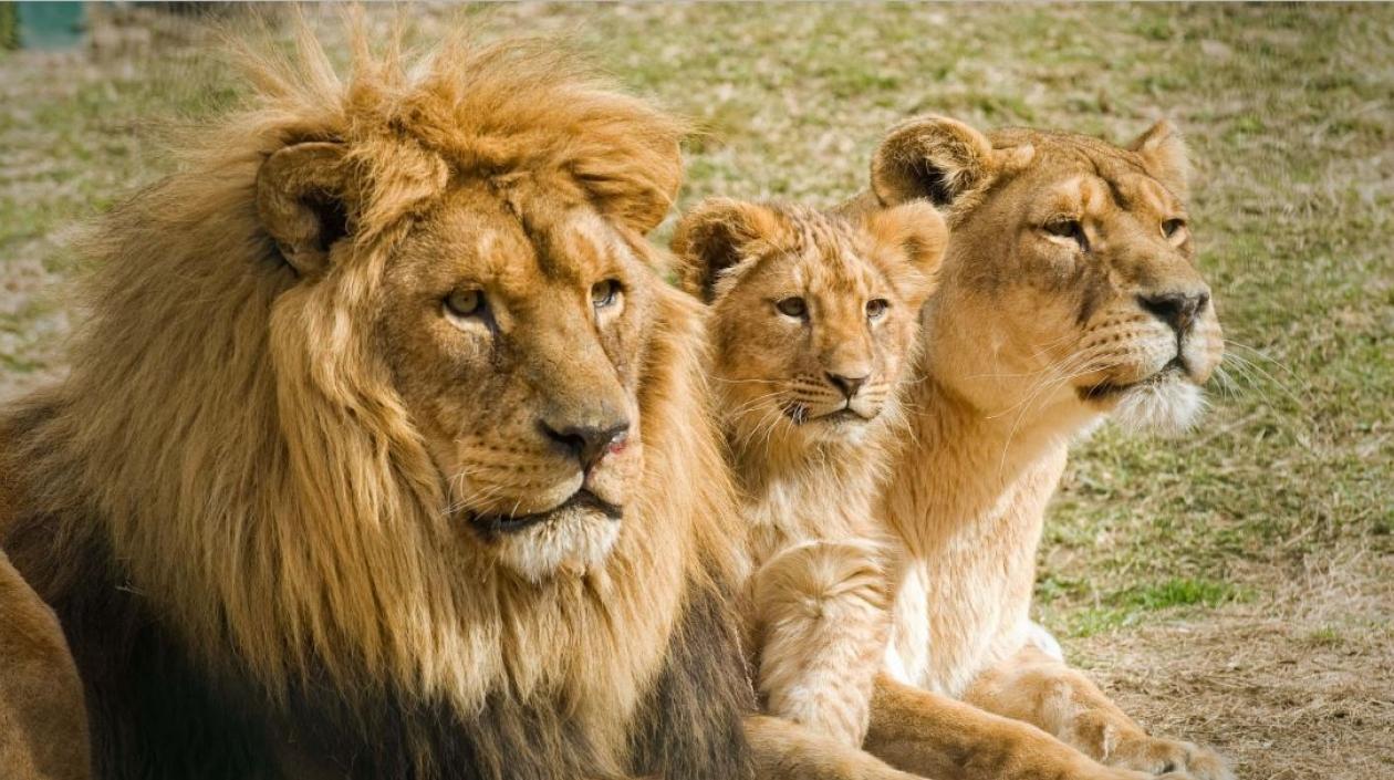 Leones, especie que habita en el parque natural Kruger de Sudáfrica. 