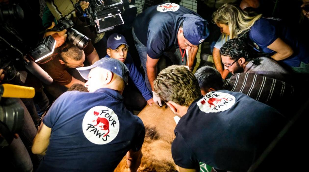 Muchos animales han muerto por las condiciones meteorológicas y económicas, además de los problemas militares en Gaza. 