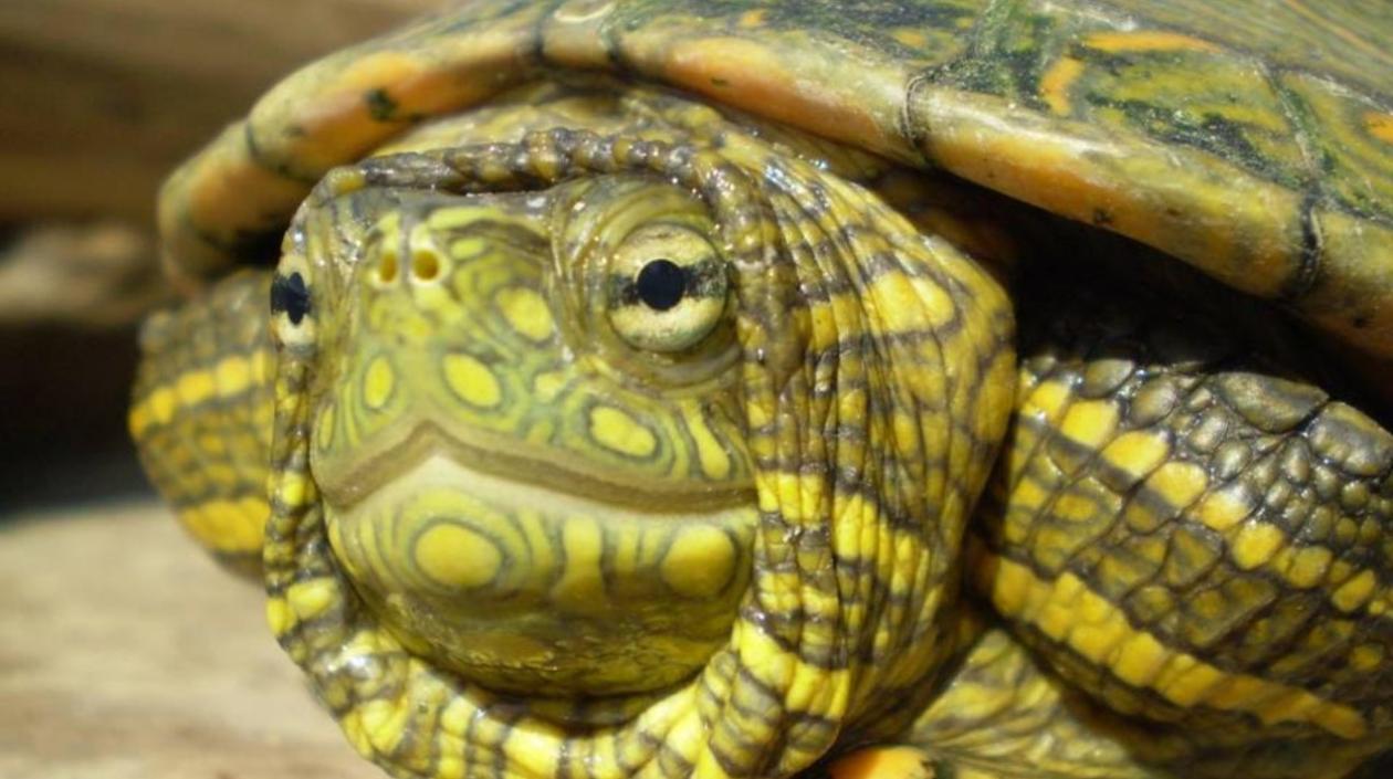 La carne de iguana y de hicotea son apetecidas en esta época del año.