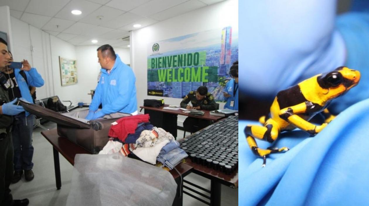 Estaban ocultas en pequeños recipientes.