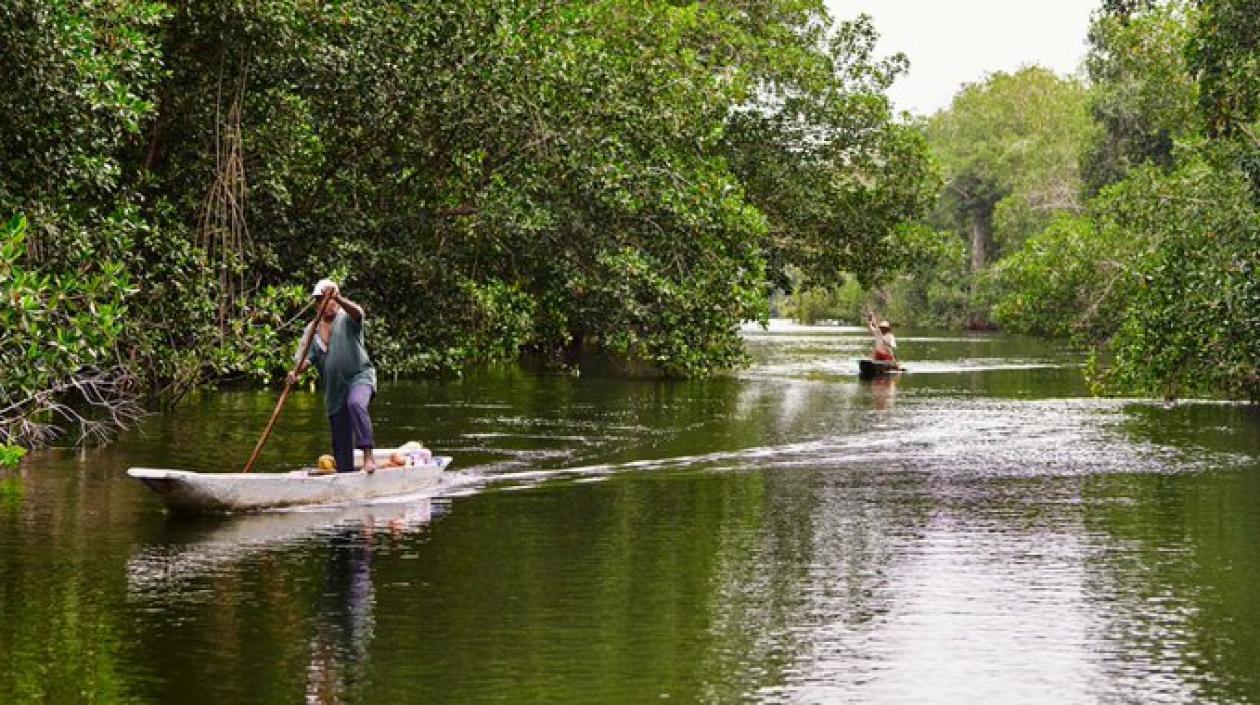 La supervivencia de los manglares está amenazada por las consecuencias de la actividad agrícola y el cambio climático.