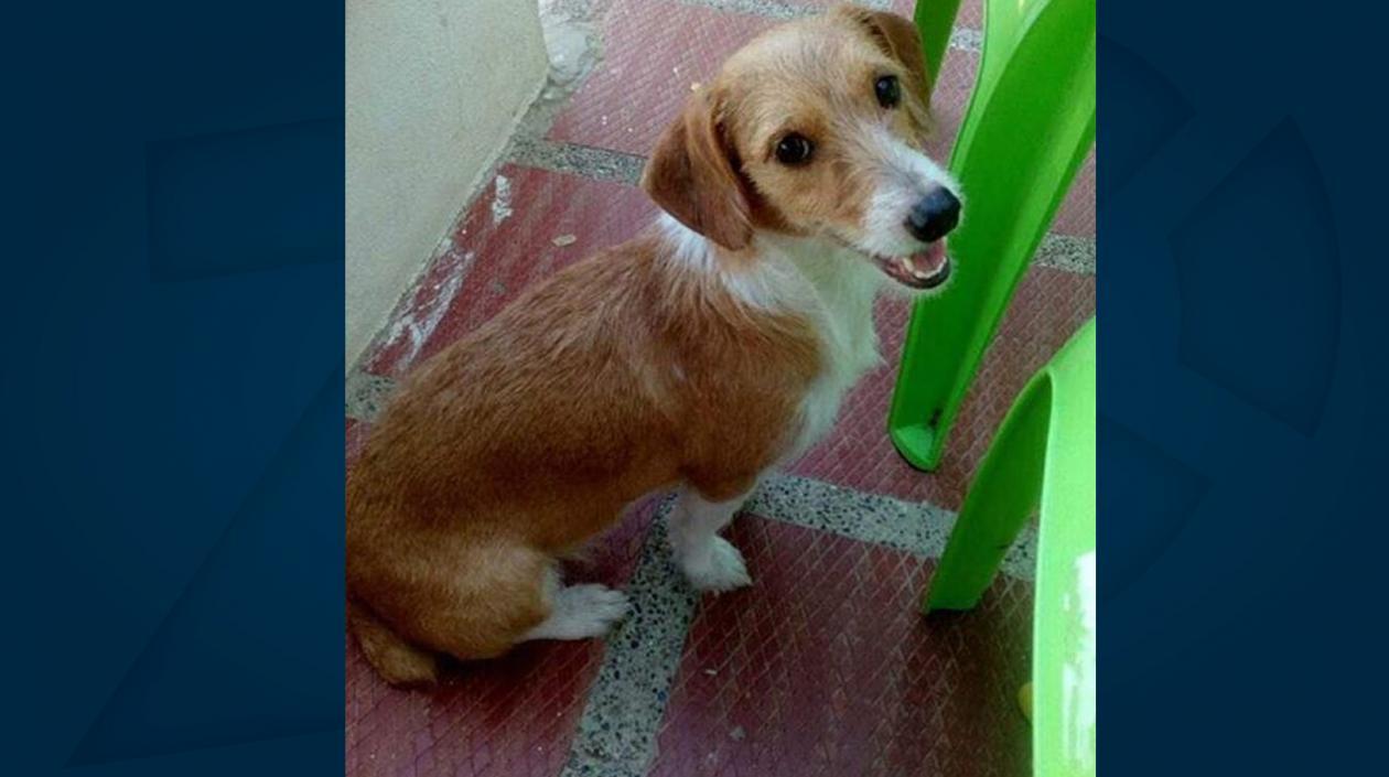 'Luna' perrita perdida.