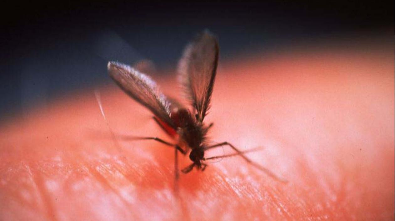 La leishmaniasis cutánea es una enfermedad transmitida por la picadura del flebótomo.