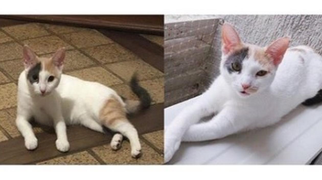 'Matilda' gata perdida.