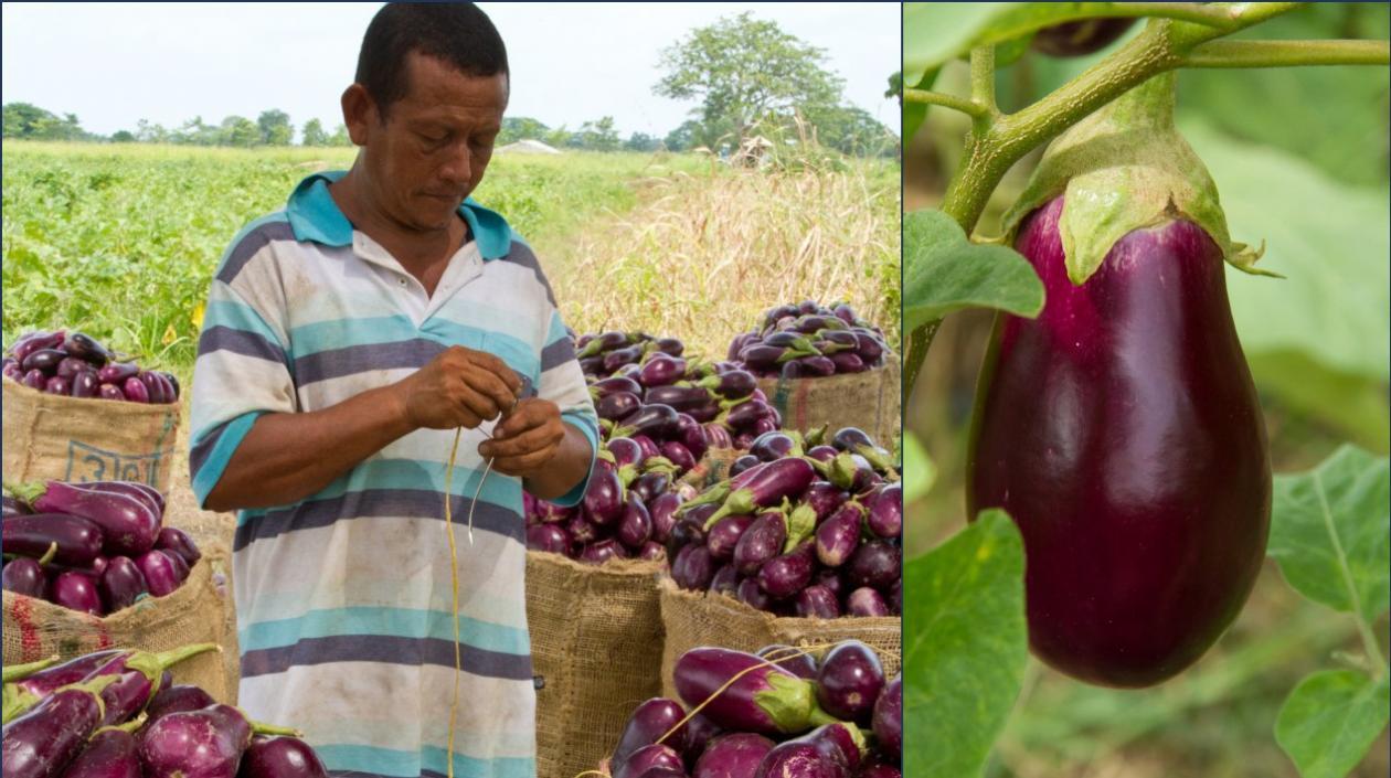 Cultivo de berenjena en Suan.