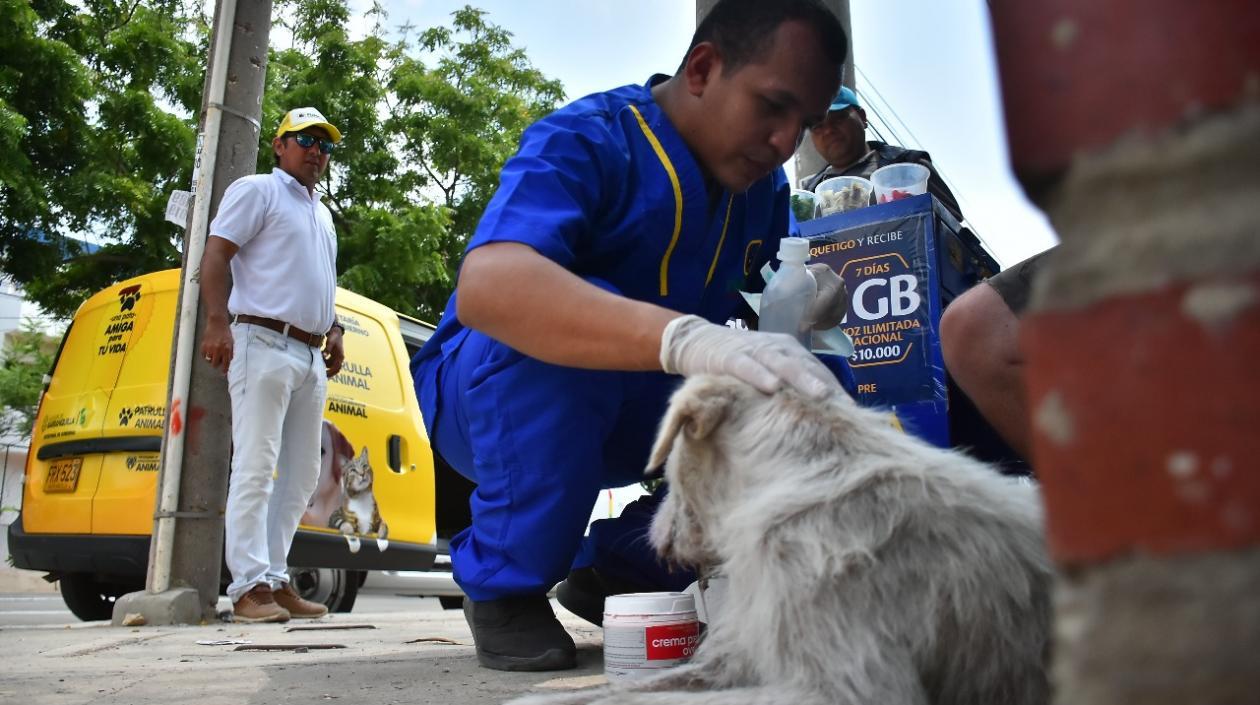 El veterinario José Hernández atendiendo a un perro. 