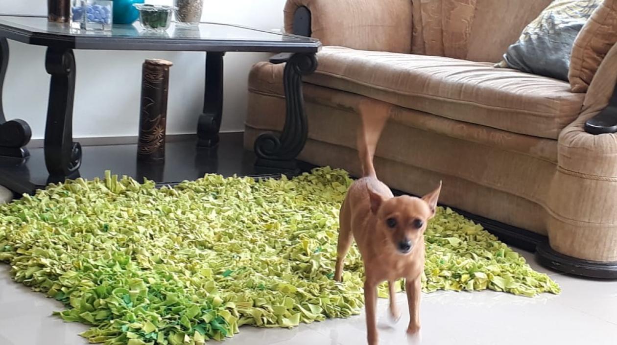 'King' la mascota que se perdió en Doña Soledad.